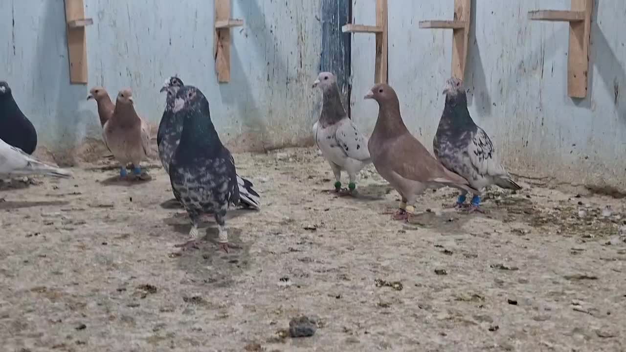 ۲۰ عدد کوهی|پرنده|کارون, |دیوار