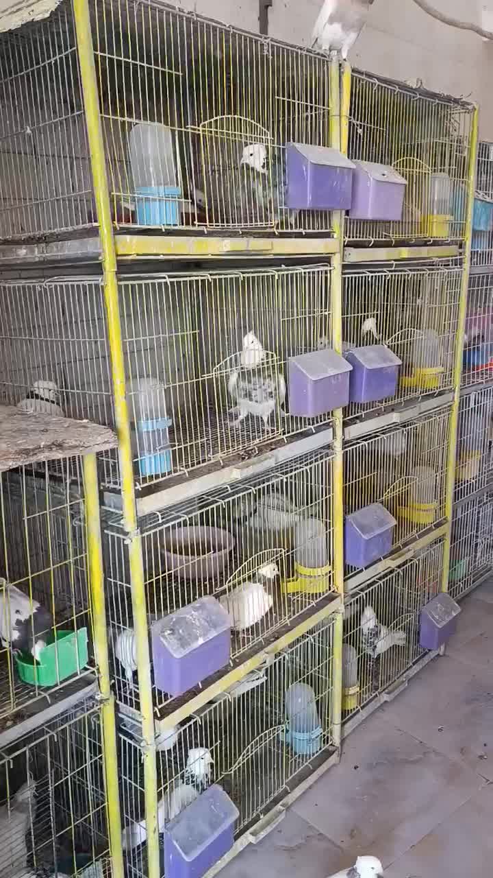 طوقی صد عدد ناب|پرنده|شاهینشهر, عطار|دیوار