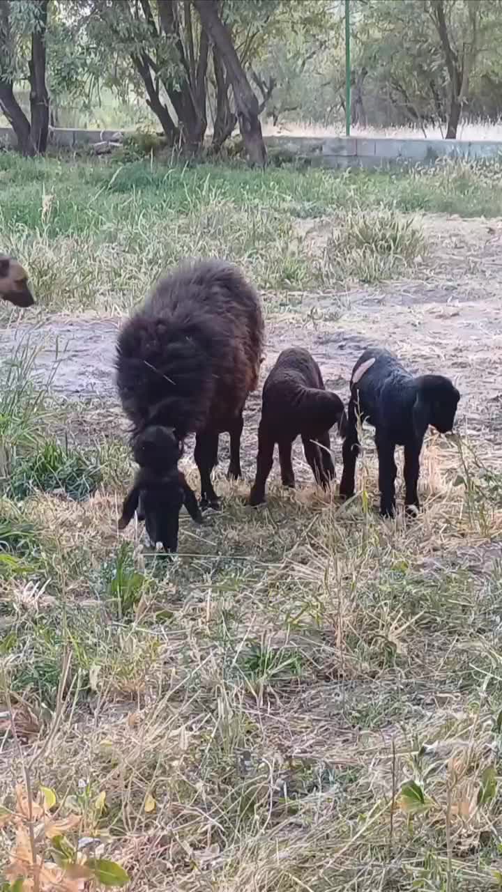 سگ سراب گله ای|سگ|گلپایگان, |دیوار