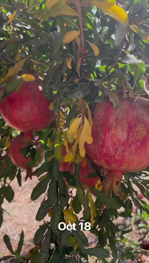 فروش زمین ۳۰۰ متری|فروش زمین و ملک کلنگی|ری, شهرری|دیوار