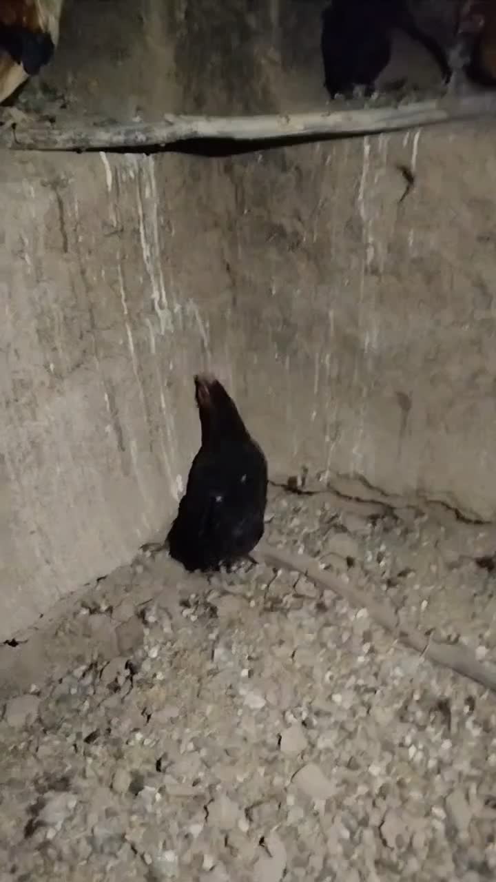 مرغ و خروس|حیوانات مزرعه|خوسف, |دیوار