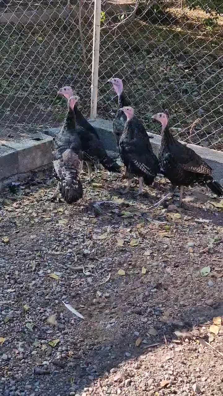 بوقلمون رسمی|حیوانات مزرعه|شهریار, رضی آباد بالا|دیوار