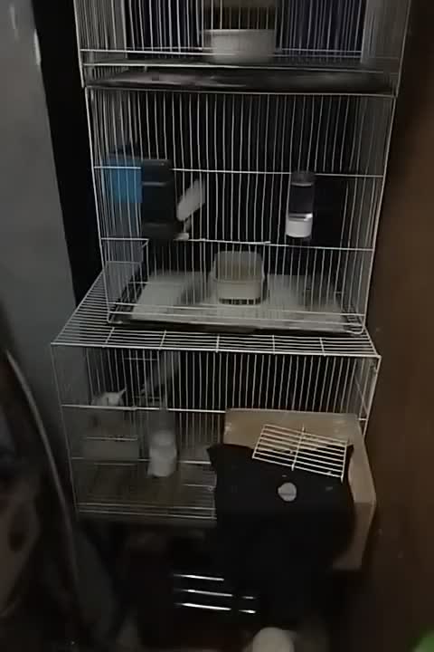 مرغ عشق رنگ خاص روی تخم بشرط|پرنده|مشهد, عبادی|دیوار