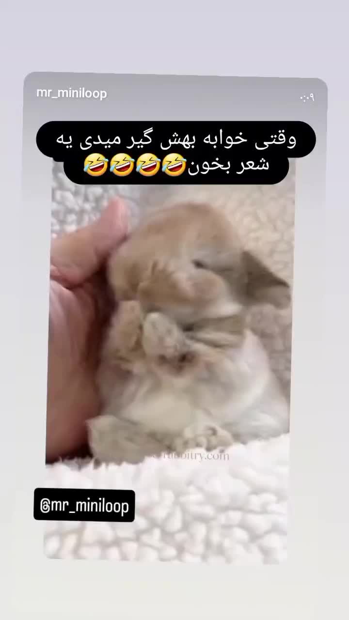 خرگوش مینی لوپ توپولی عروسک|موش و خرگوش|کرج, کرج نو|دیوار