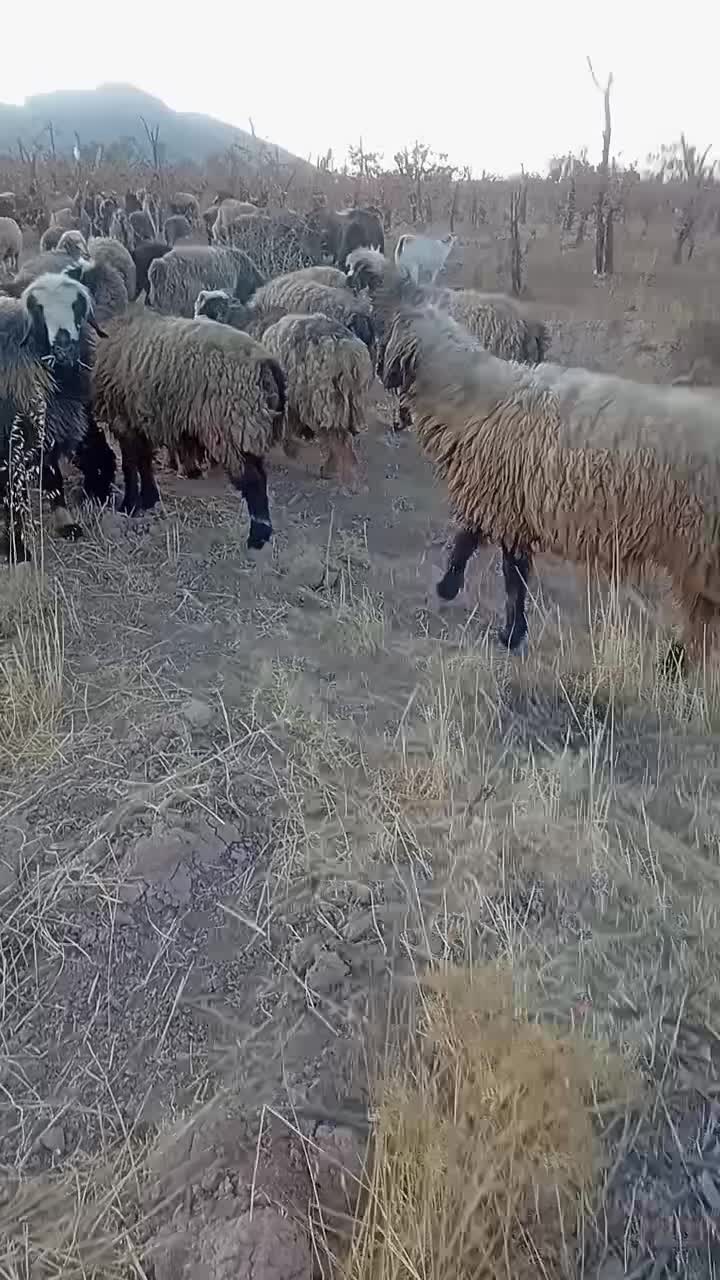 فروشی|حیوانات مزرعه|میمند, |دیوار