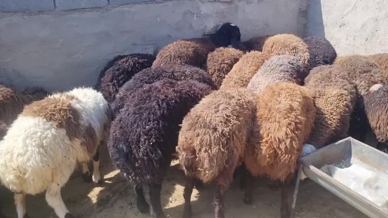 بره افشار بره چاق بره لاغر بره قوچی گوسفند|حیوانات مزرعه|صفادشت, |دیوار