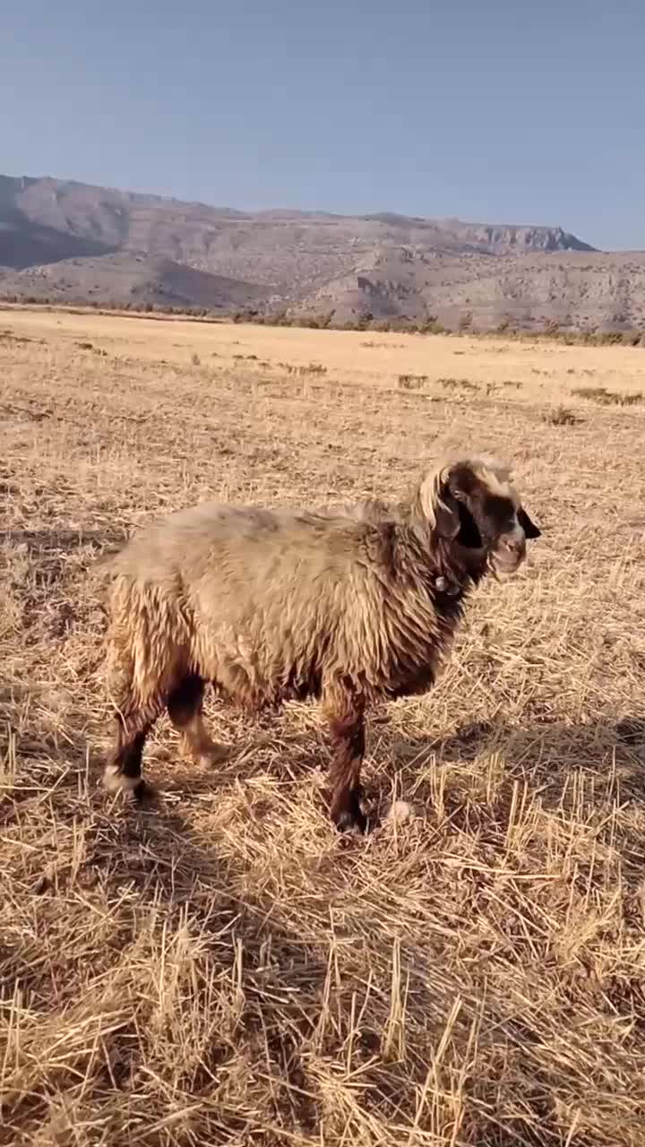 قوچ بختیاری میش بز کهر بره نر ماده ترکی|حیوانات مزرعه|شیراز, احمدی جنوبی|دیوار