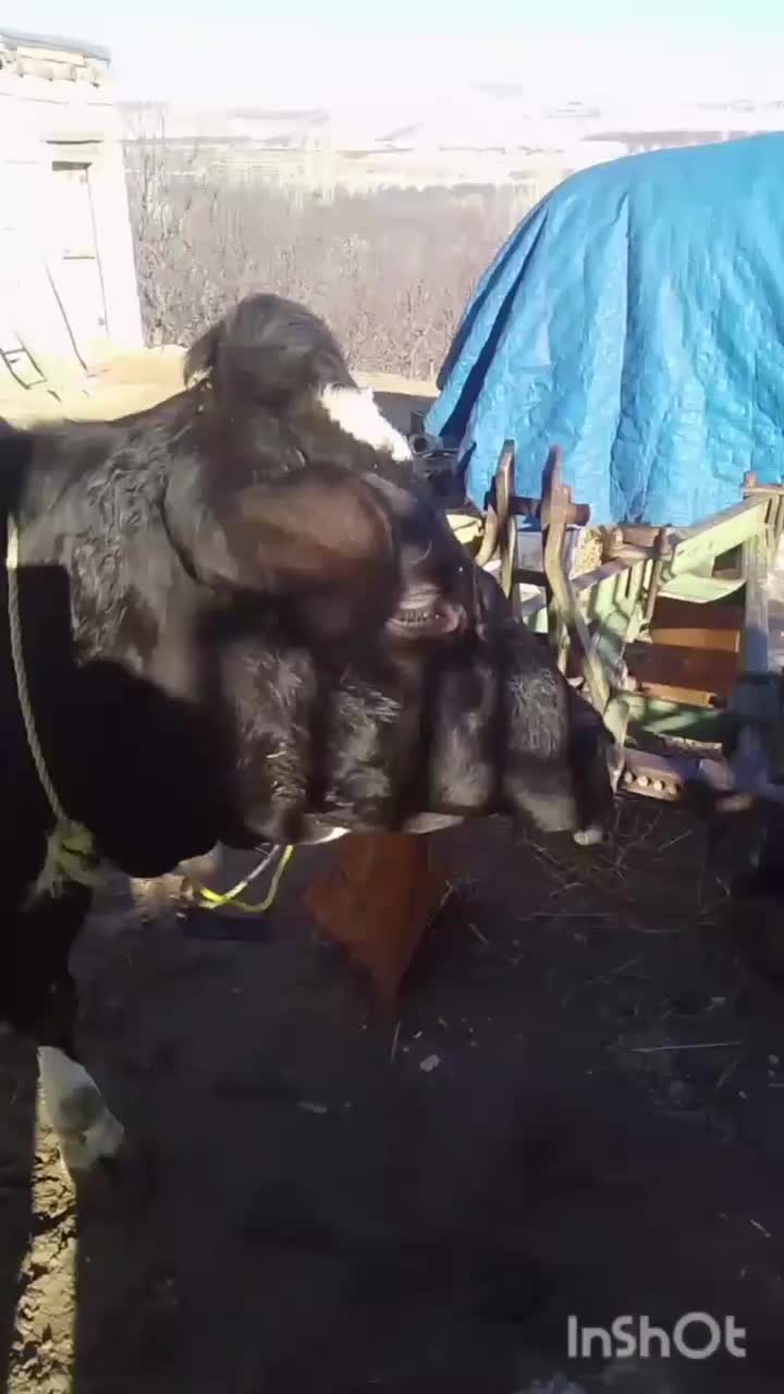 گاو هلندی|حیوانات مزرعه|سراجو, |دیوار