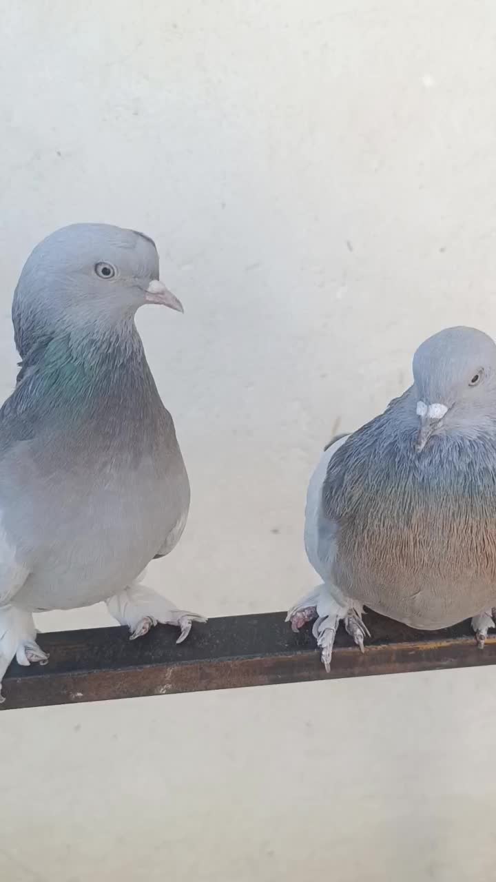 جفت سوسنی بازی کن|پرنده|ارژن, |دیوار