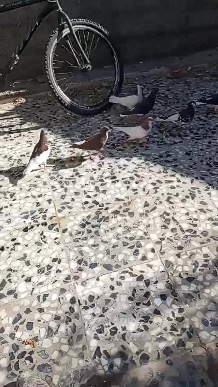 کبوتر شهری جفتی|پرنده|ارژن, |دیوار