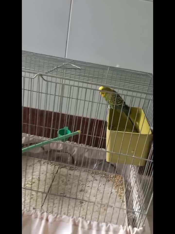 مرغ عشق نژاد دار بالغ|پرنده|اصفهان, ارداجی|دیوار