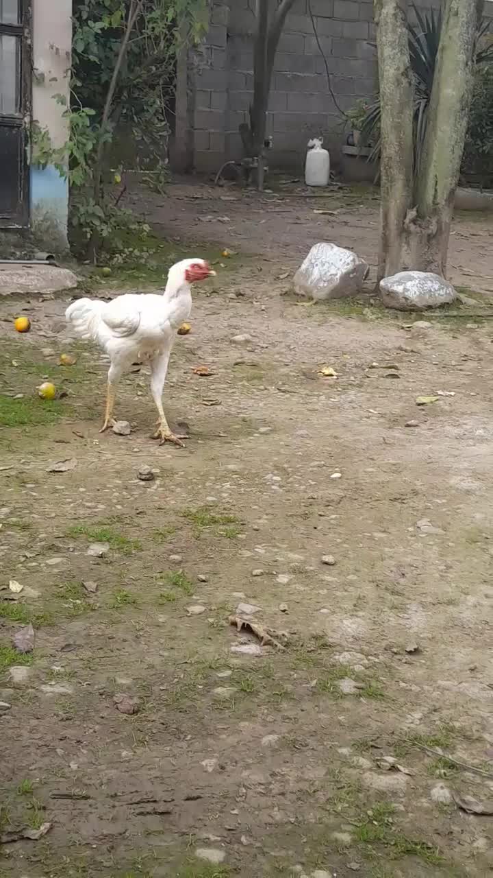 خروس لاری اصیل|حیوانات مزرعه|ماسال, |دیوار