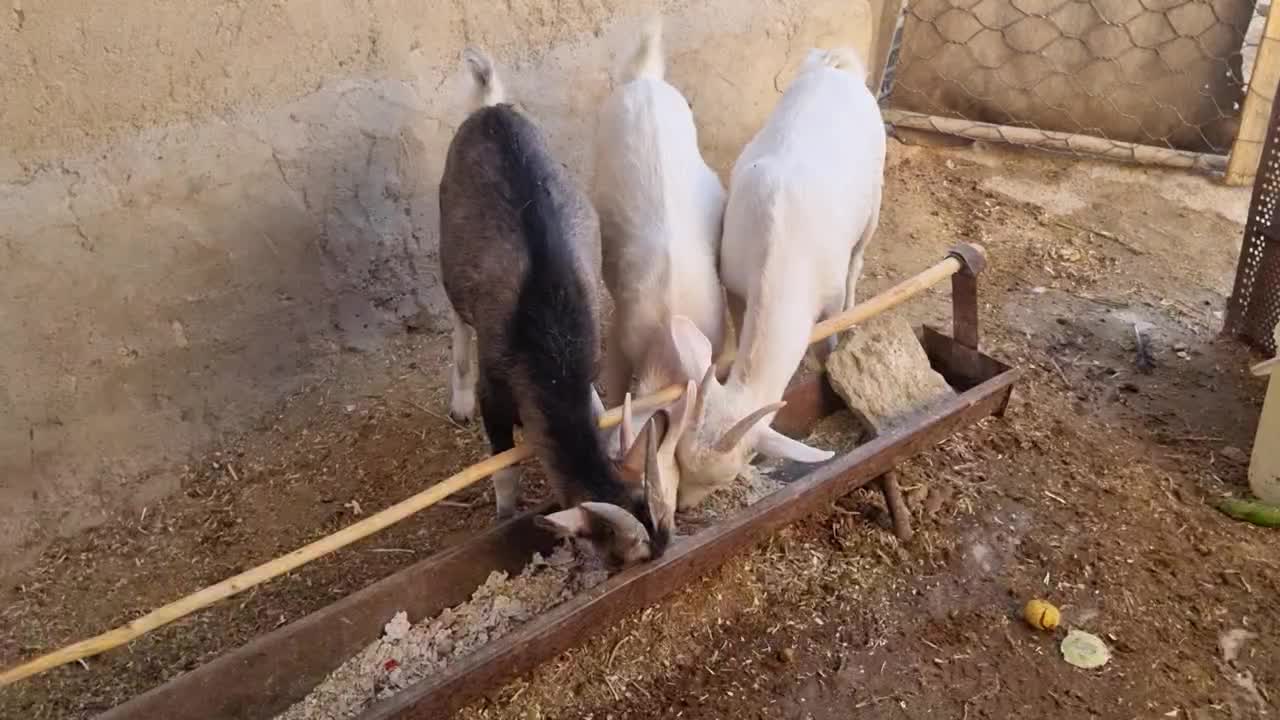 فروش بز سانن جوان|حیوانات مزرعه|فیروزآباد (فارس), |دیوار