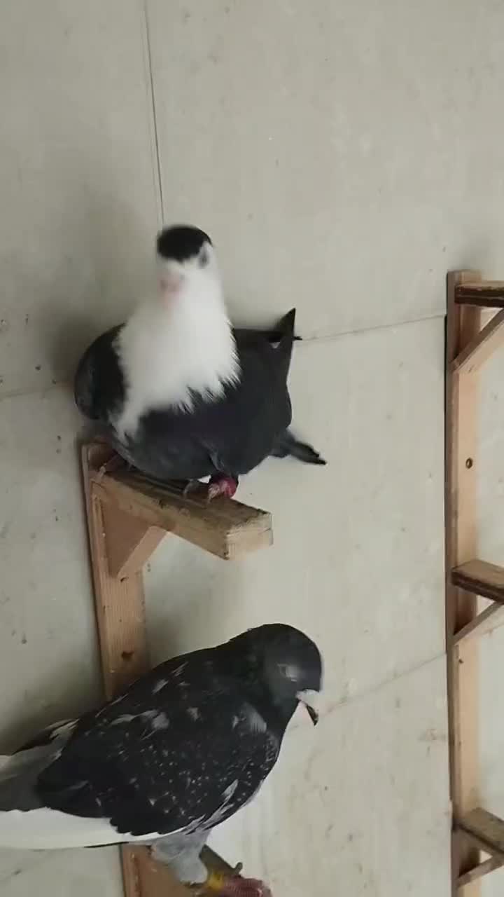 یک جفت کله و یک کلاغ سیاه نر|پرنده|مشهد, کریم آباد|دیوار