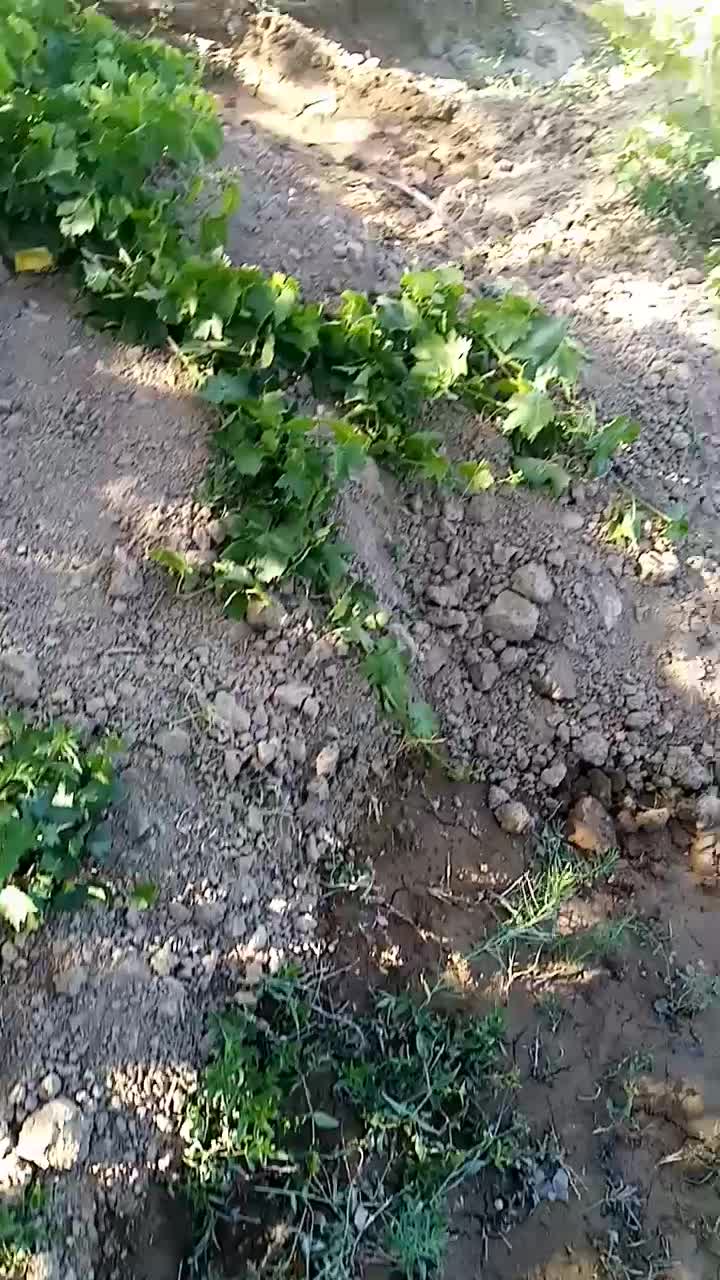 فروش باغ انگورو میوه1500متر|فروش خانه و ویلا|کبودرآهنگ, |دیوار