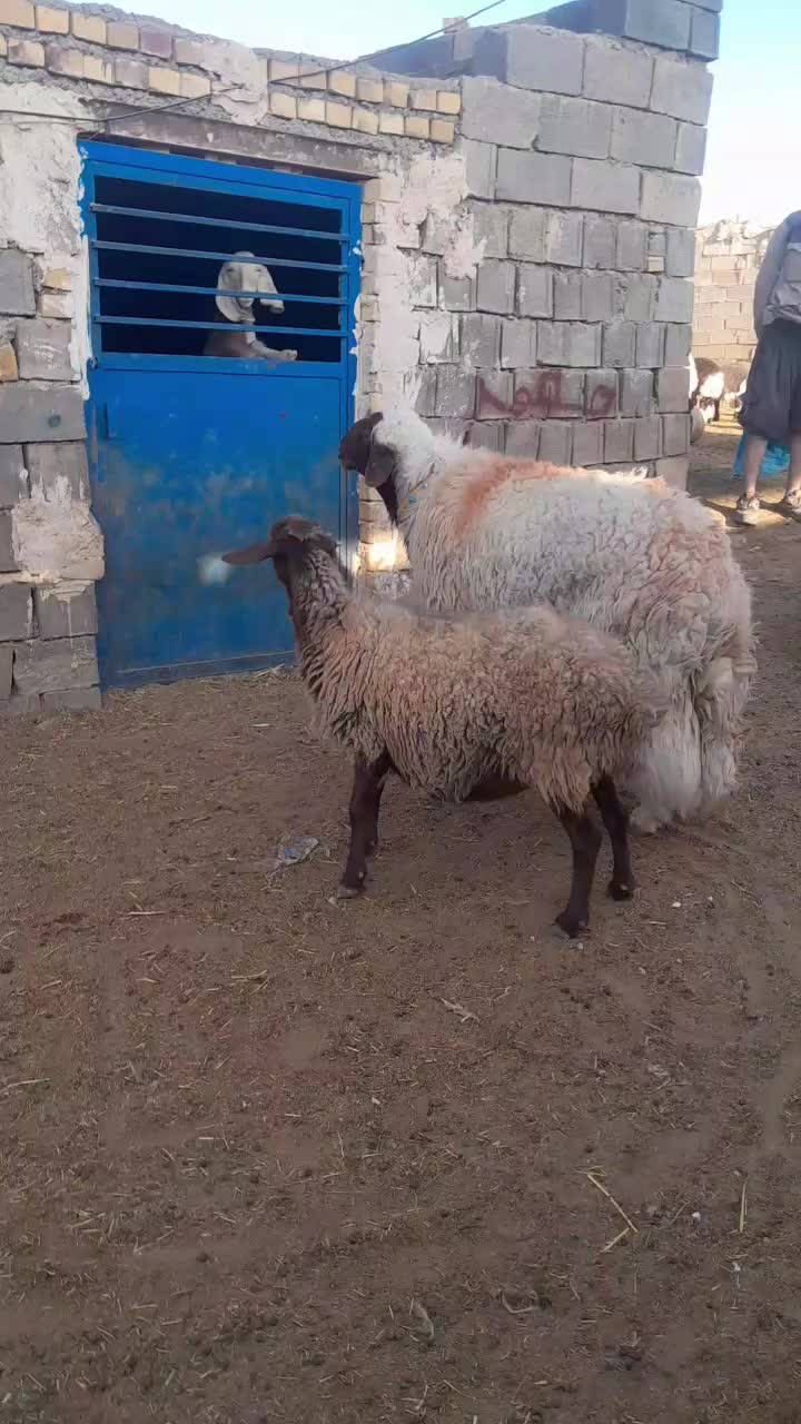 قوچ سنجابی|حیوانات مزرعه|خواف, |دیوار