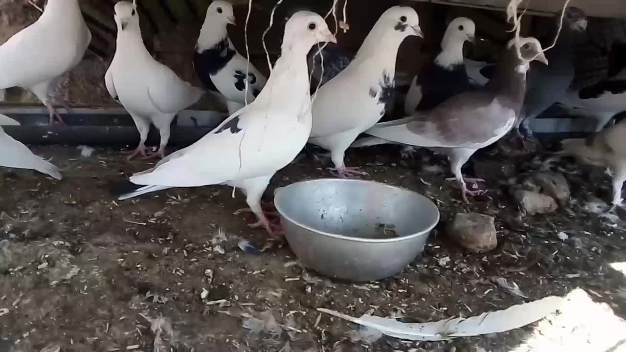 کبوتر فروشی کوار|پرنده|کوار, |دیوار