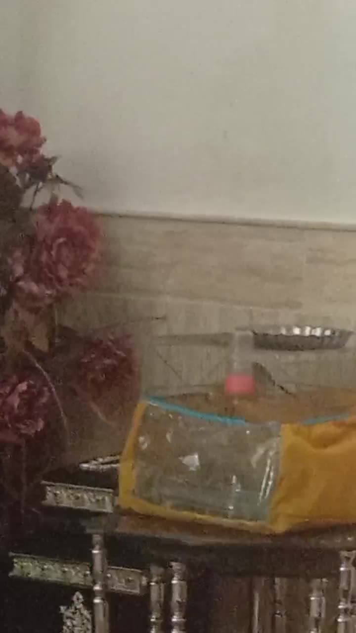 سهره|پرنده|نیشابور, ریوند|دیوار