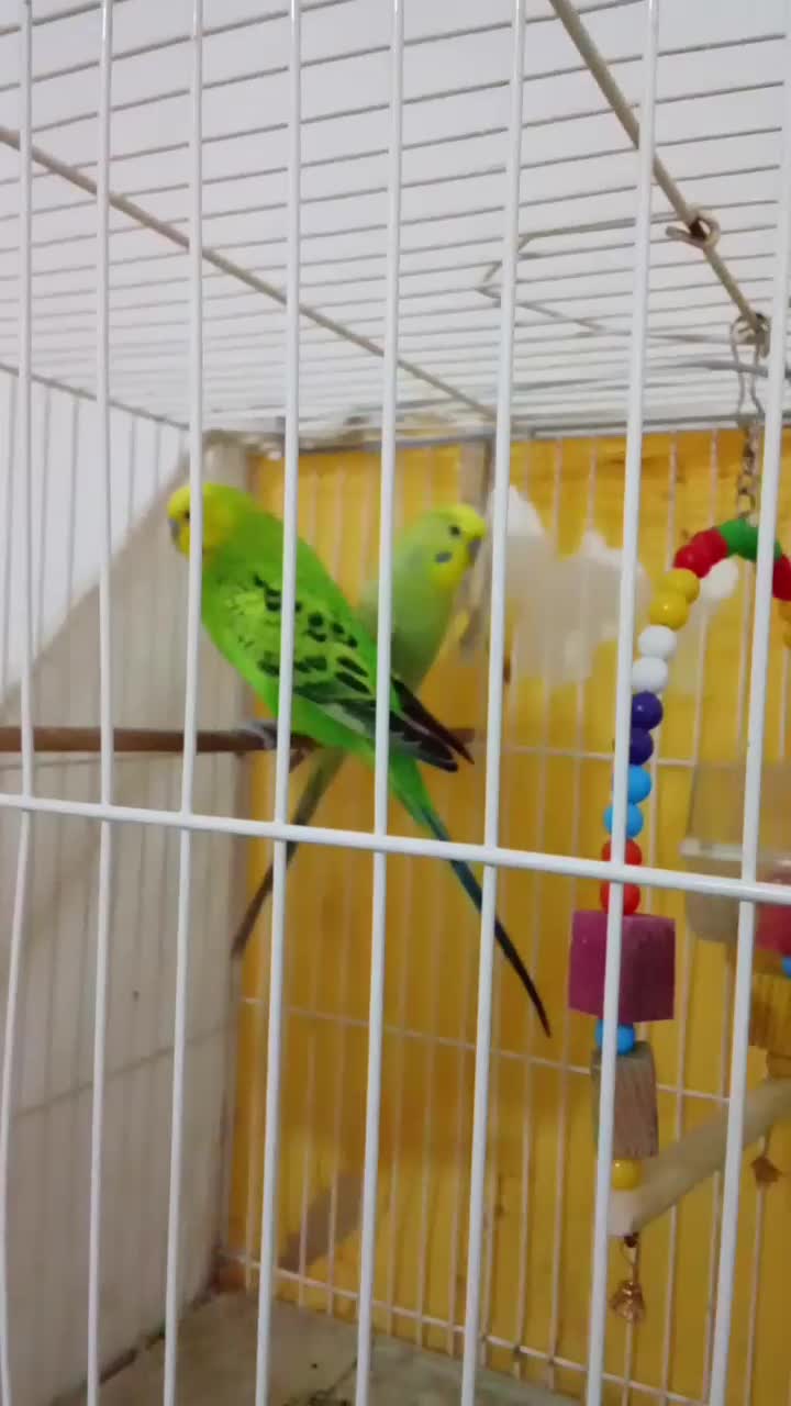 مرغ عشق|پرنده|چناران, |دیوار