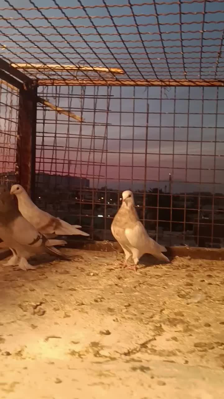 دسته کفتری|پرنده|شیراز, سهلآباد|دیوار