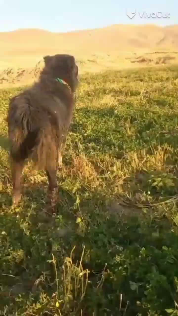 واگذاری سگ گله|سگ|چنارود, |دیوار