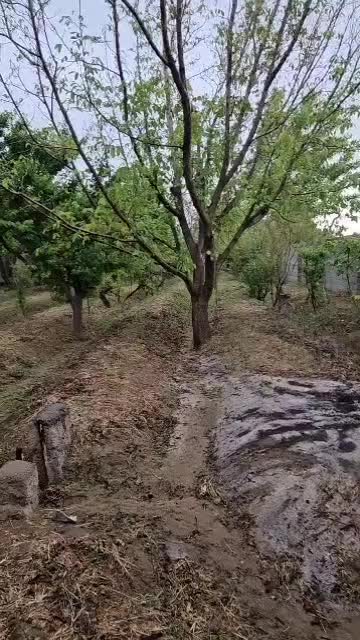 ۳۰۰ متر باغچه قدیمی خوش قواره / ویلاسنتر|فروش زمین و ملک کلنگی|محمدشهر, محمدشهر|دیوار