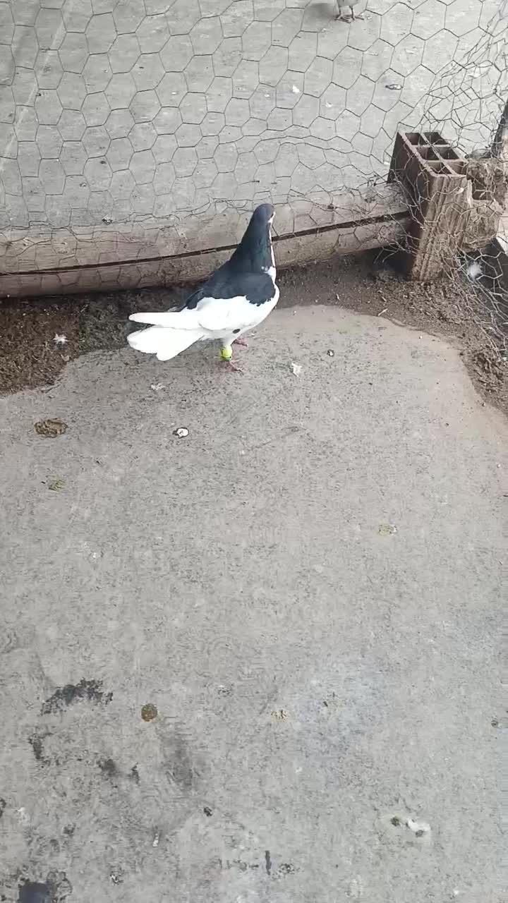 کبوتر|حیوانات|اسفرورین, |دیوار