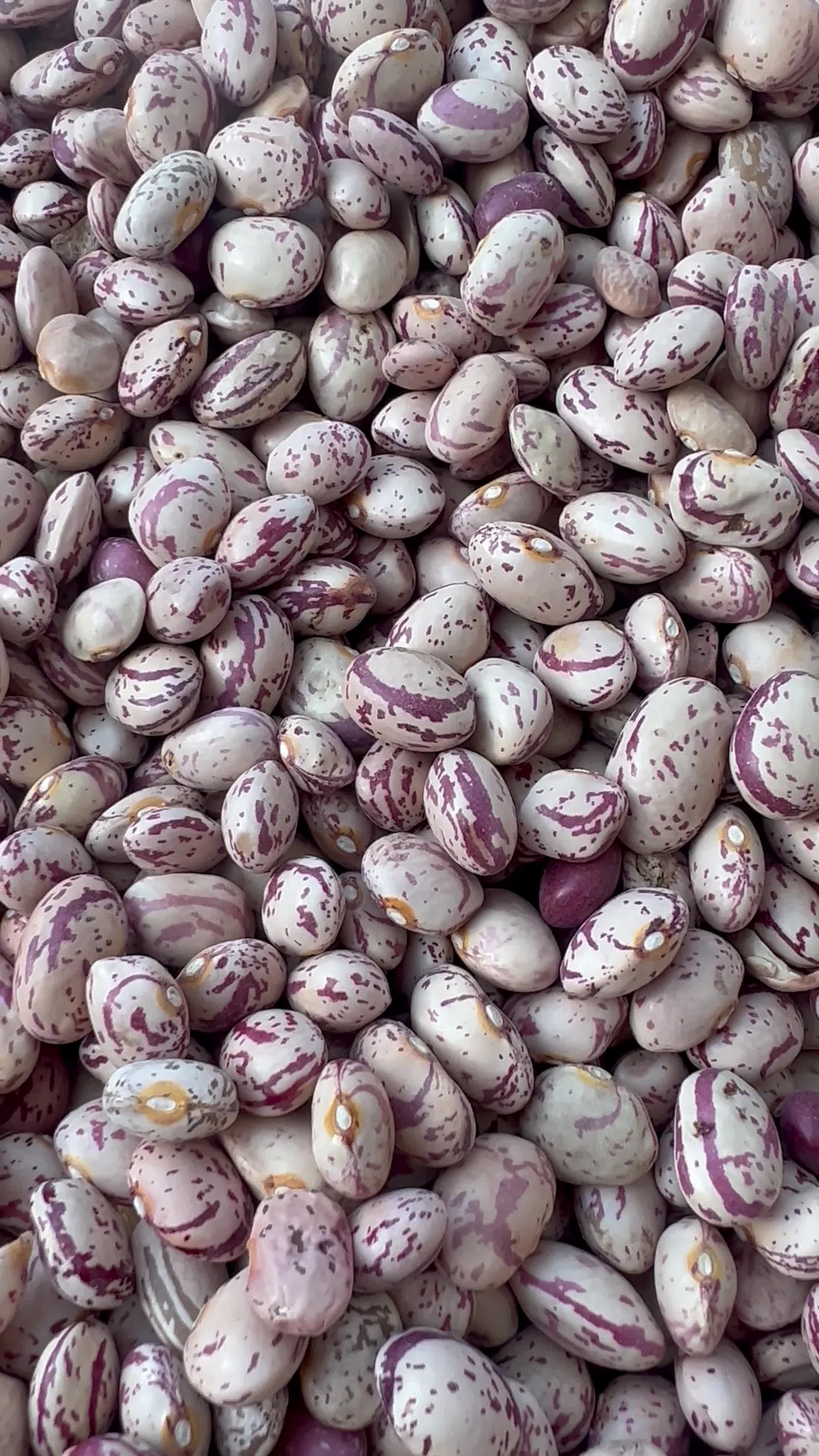 فروش لوبیاچیتی باکیفیت|عمدهفروشی|مرودشت, ابوذر جنوبی|دیوار