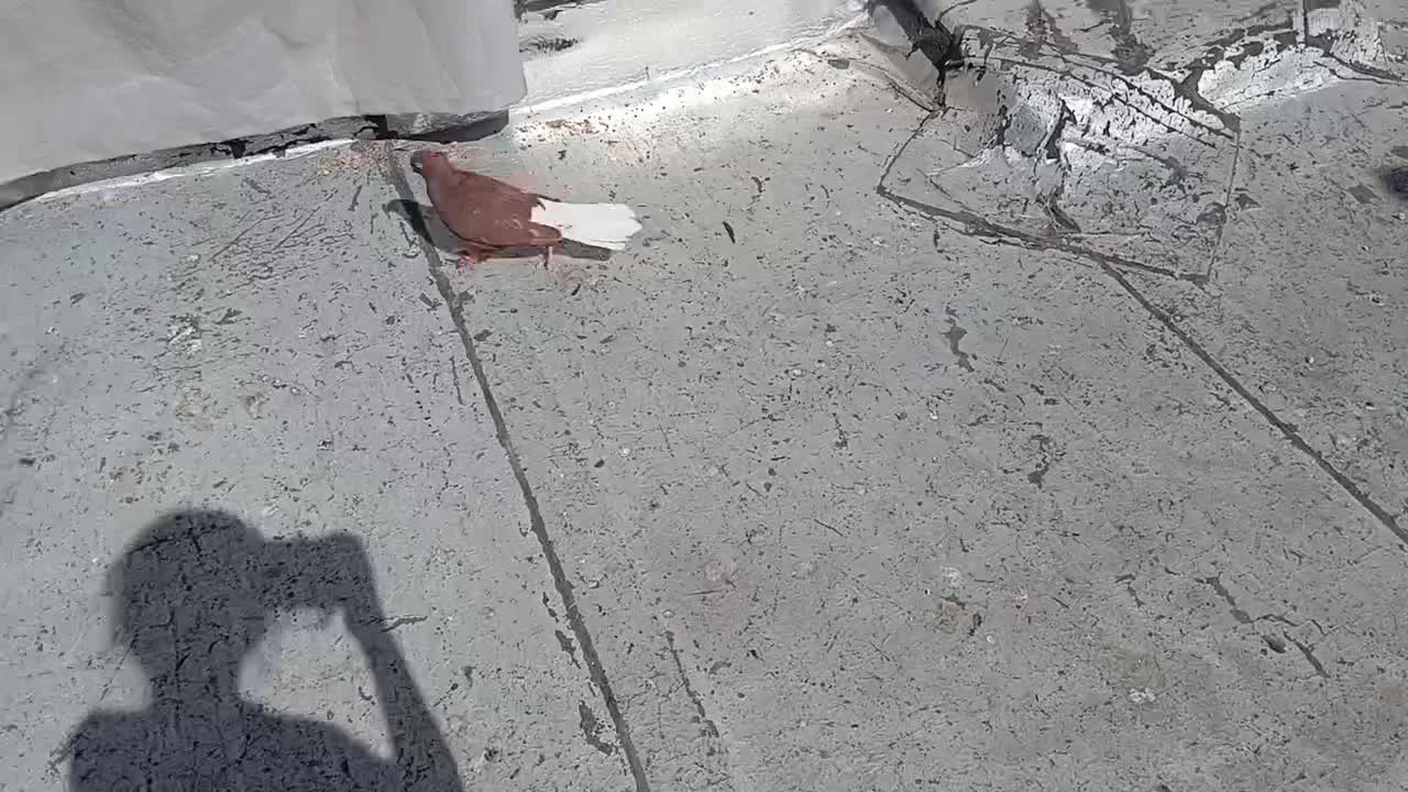 کبوتر|پرنده|گراش, |دیوار