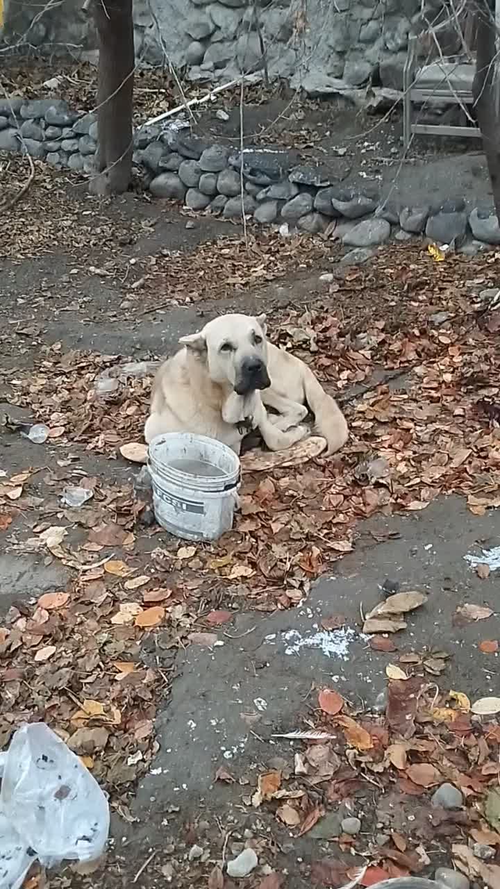 سگ سرابی ازنسل بزسرخاب|سگ|مشگین شهر, |دیوار