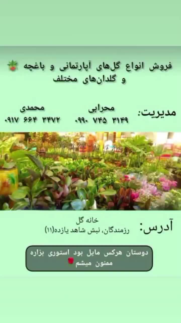 گل و گیاه (گل فروشی)|گل و گیاه طبیعی|دوگنبدان, |دیوار