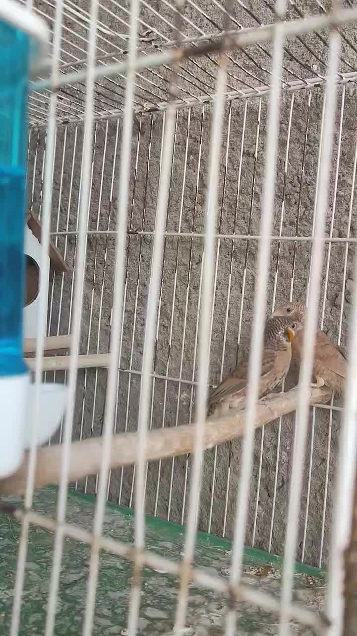 فنچ گلو بریده حنایی زبان زرد ۲۶۰۰|پرنده|لامرد, |دیوار