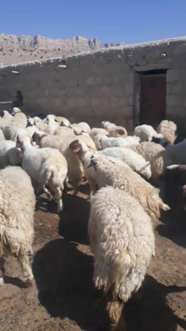 بره پروار سفید صادراتی|حیوانات مزرعه|زاگرس, |دیوار