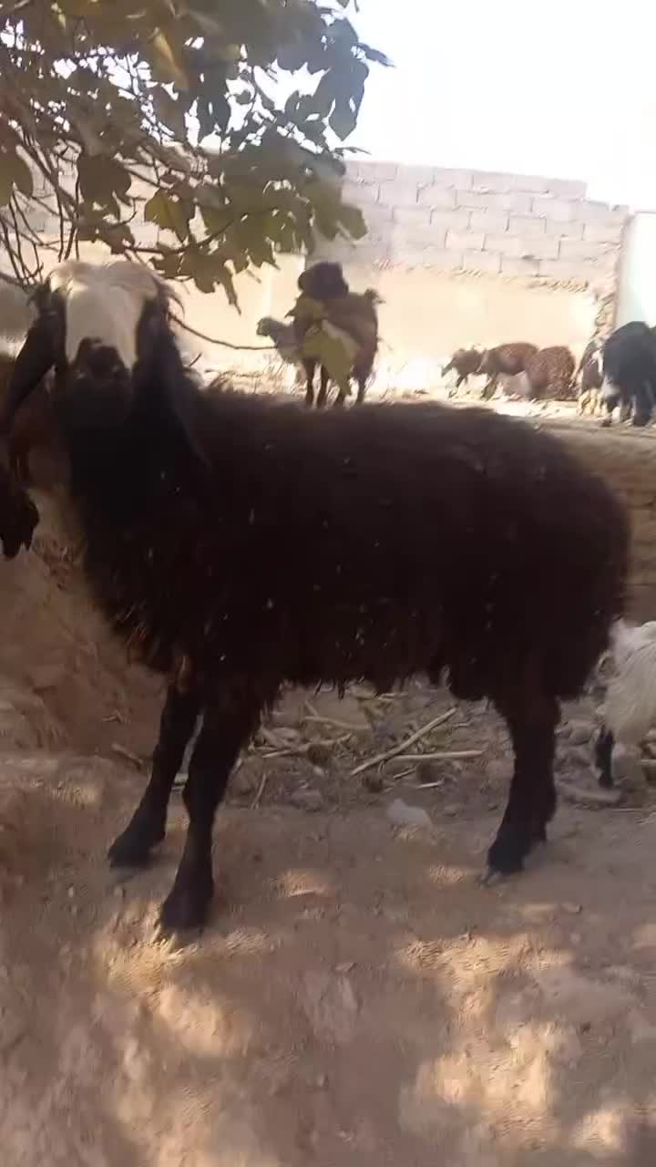 بره قوچ جوان|حیوانات مزرعه|جوادآباد, |دیوار