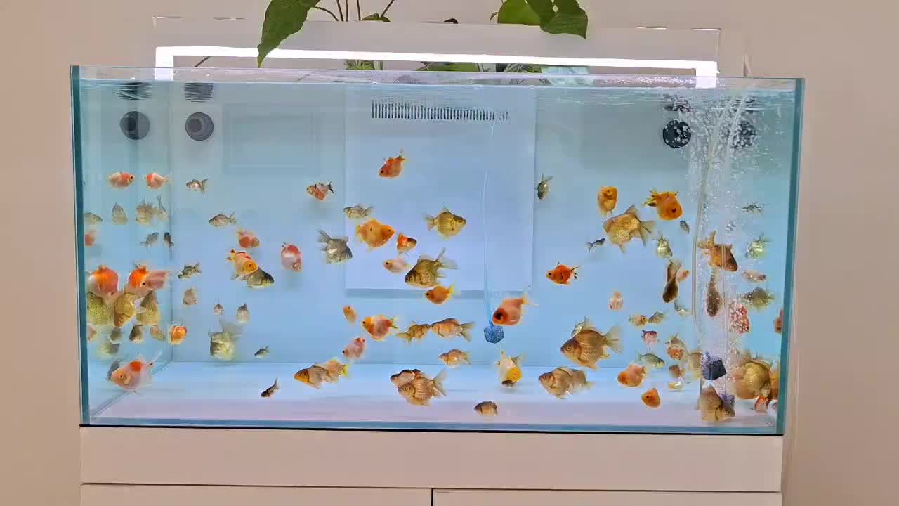 ماهی گلدفیش|ماهی|کنگاور, |دیوار