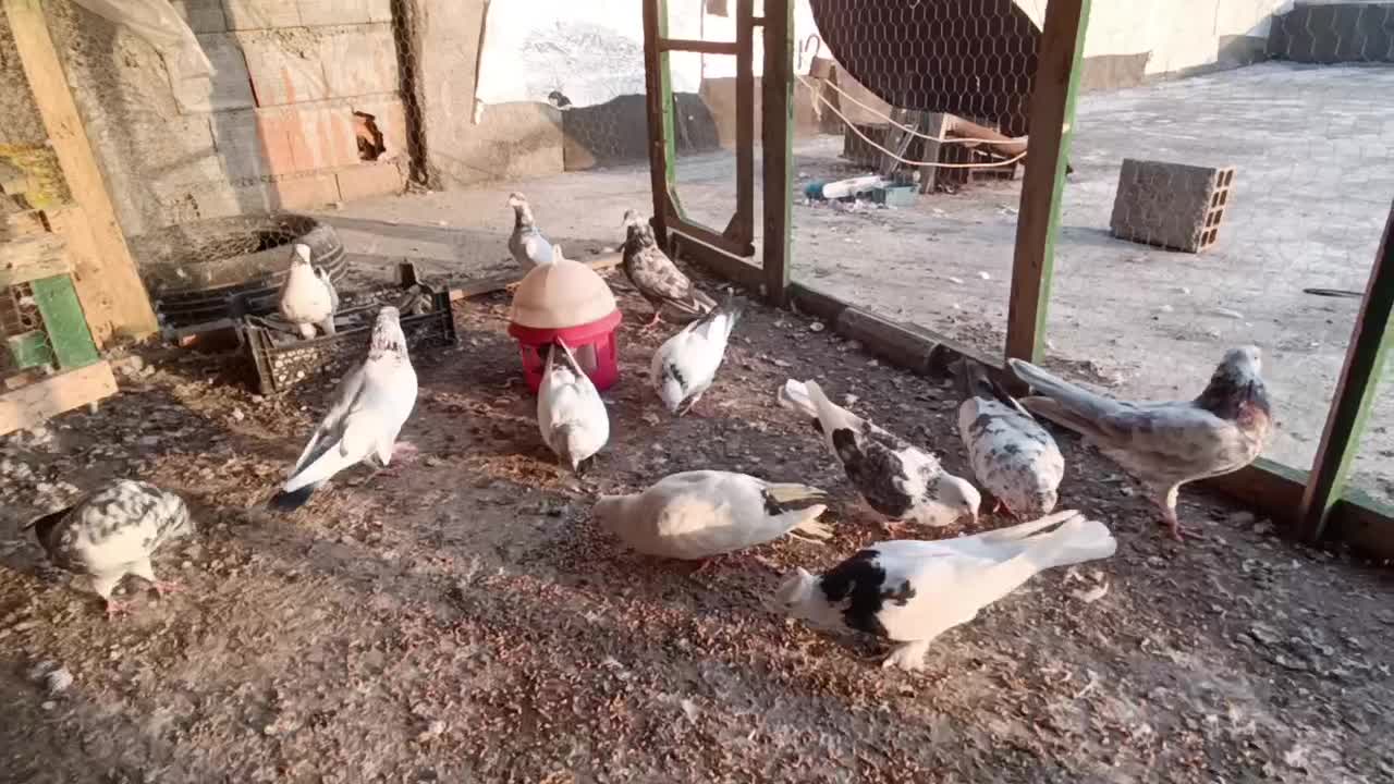 کبوتر|پرنده|گرگان, |دیوار