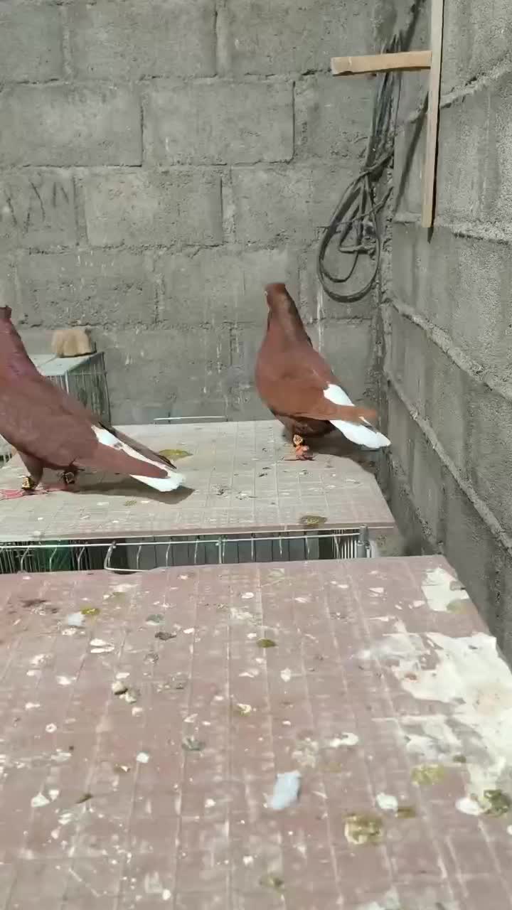 دمسفید|پرنده|اشکنان, |دیوار