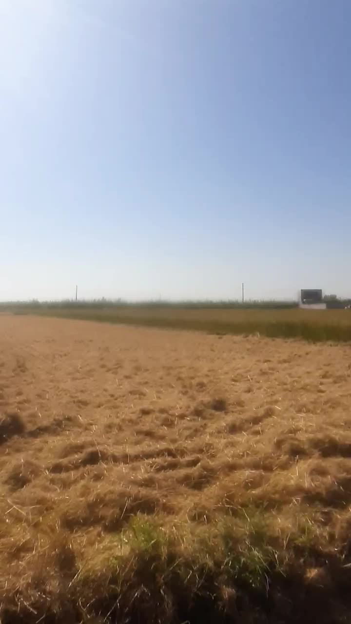 برنج سنگ طارم هاشمی کشت اول و کشت دوم درجه یک|خوردنی و آشامیدنی|بابل, |دیوار