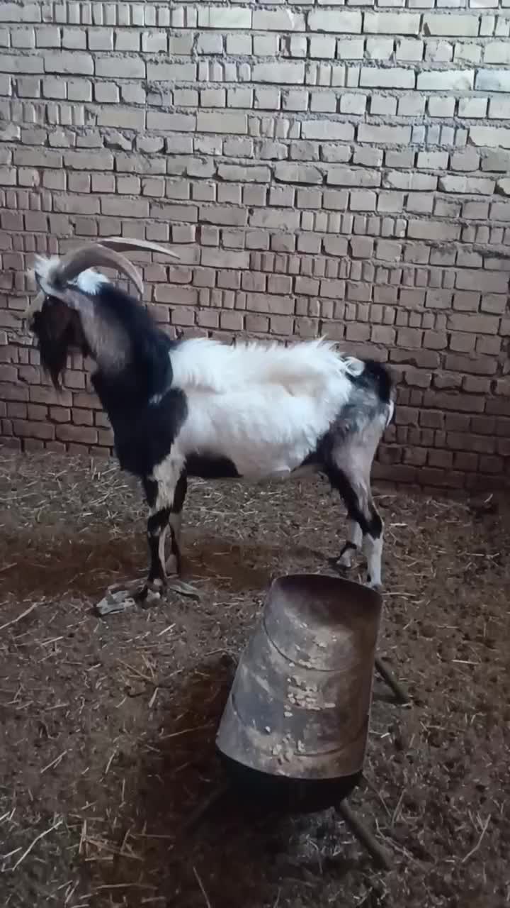 چپیش آلپاین سانن زات دار|حیوانات مزرعه|میبد, |دیوار