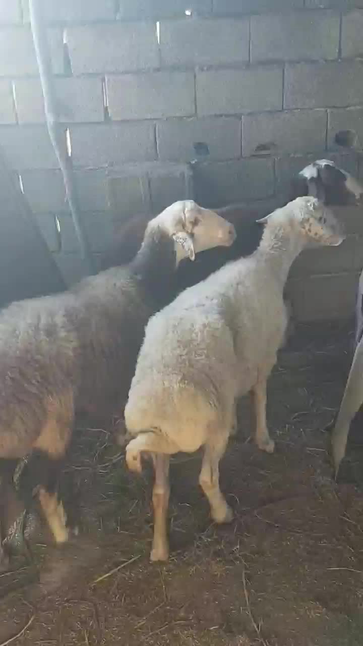 گوسفند میش آبستن داشتی جنس دار تاب افشار|حیوانات مزرعه|دابودشت, |دیوار