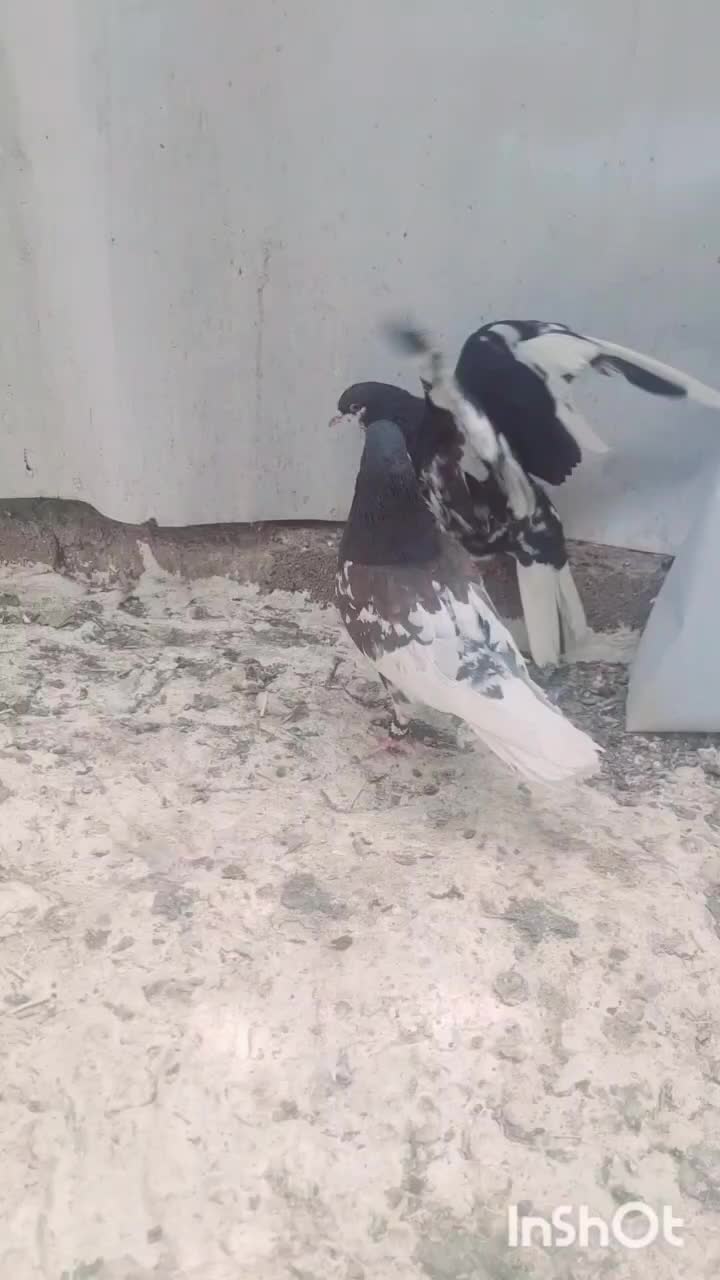 شهری یال|پرنده|سپیدان, |دیوار