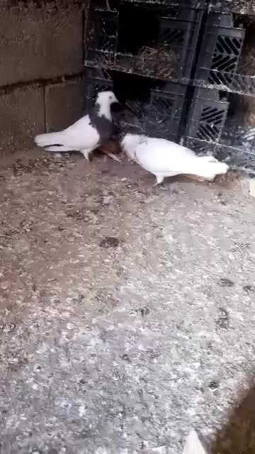 کبوتر طوقی|پرنده|پلدختر, |دیوار