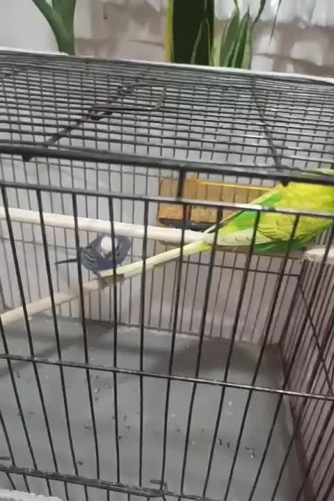 یک جفت مرغ عشق مولد بهمراه دوتا جوجه عروس هلندی|پرنده|نرماشیر, |دیوار