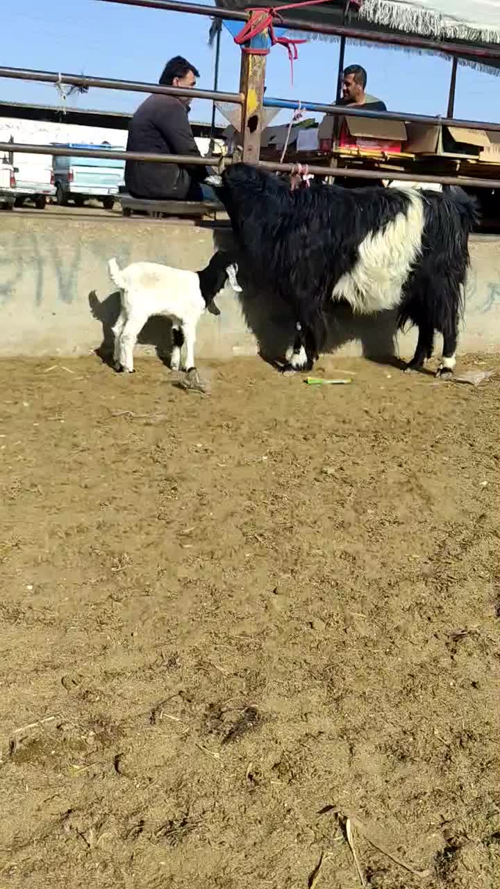 یک راس بزوبزغاله دار.|حیوانات مزرعه|گنبد کاووس, |دیوار