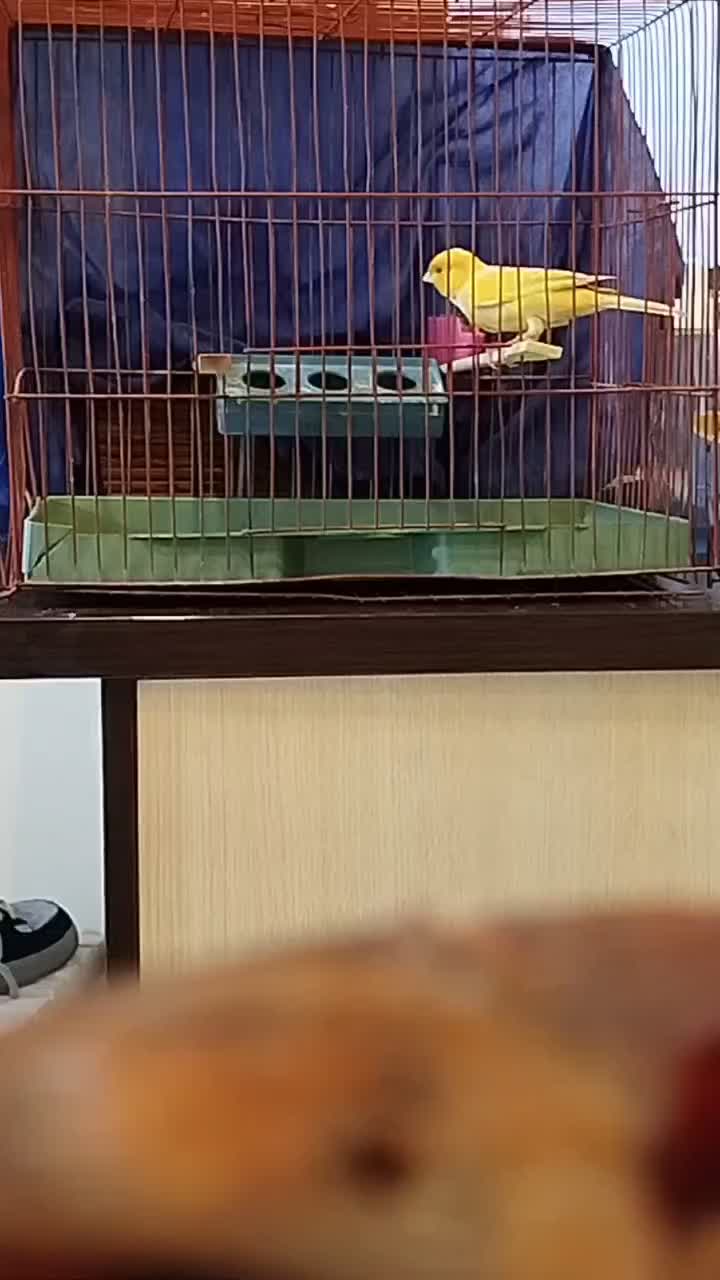 فروش قناری نر|پرنده|فردیس, شهرک شهید حسینی|دیوار