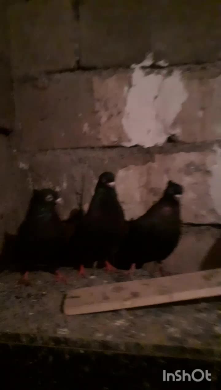 کبوتر سیاه|پرنده|میاندوآب, |دیوار