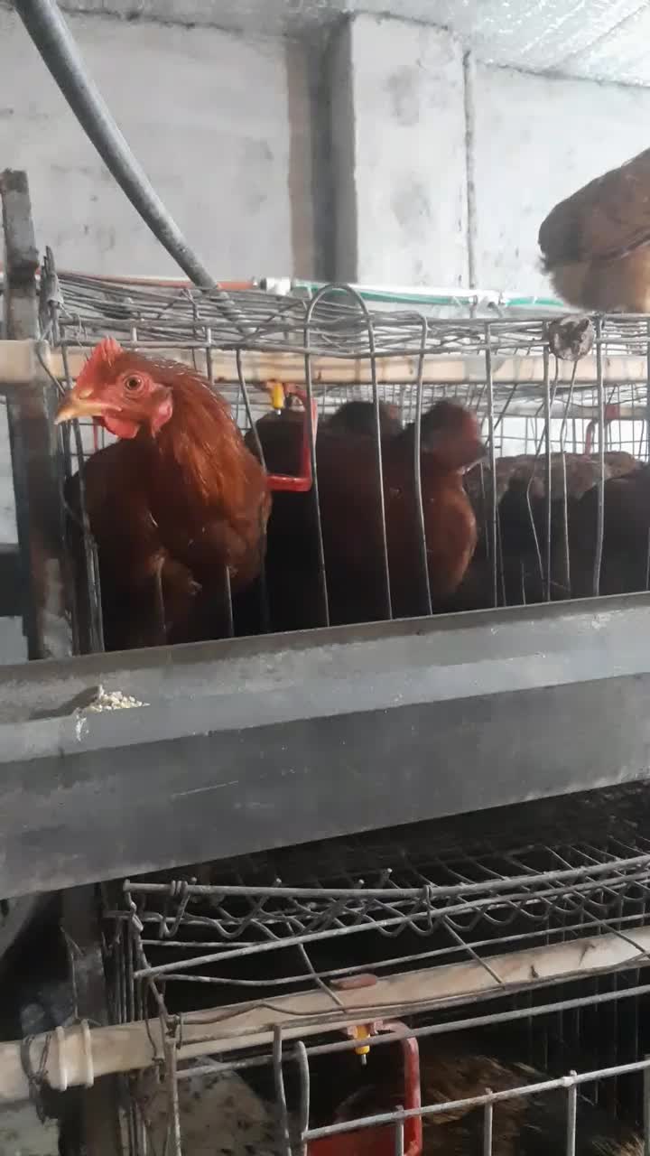 نیمچه مرغ وخروس گلپایگانی|حیوانات مزرعه|ساری, |دیوار