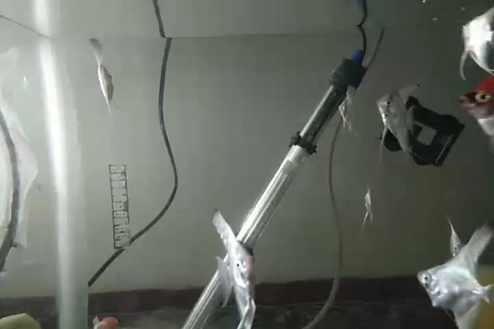 ماهی زینتی|ماهی|مراغه, |دیوار