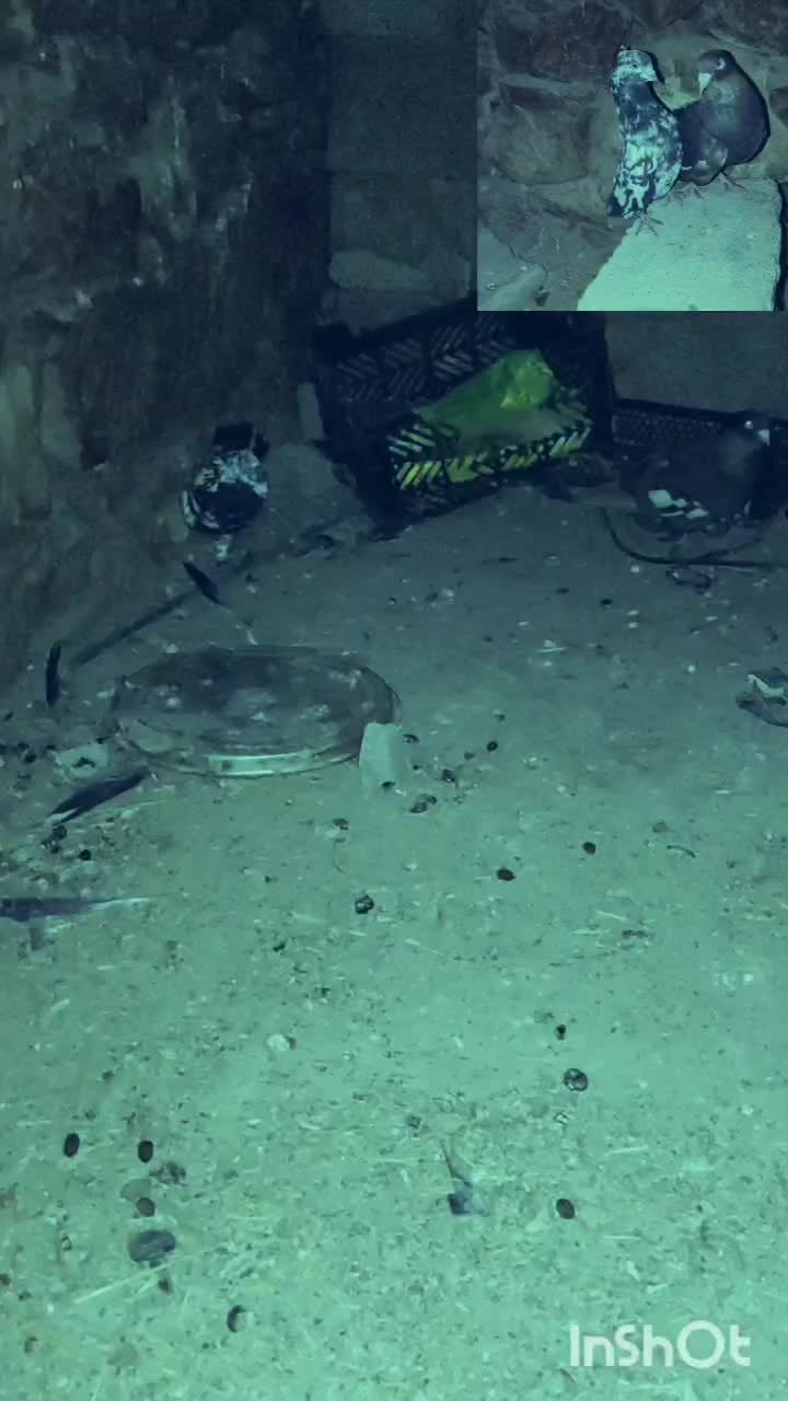 کبوتر|پرنده|دهدشت, |دیوار