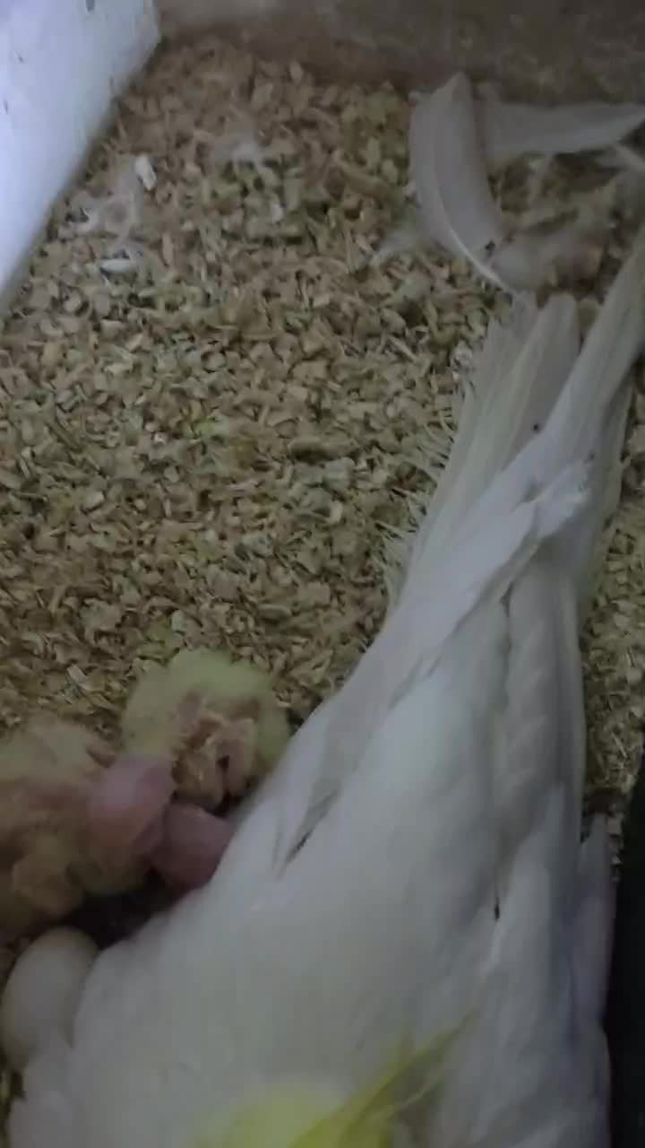 عروس هلندی ،کوتوله،مرغ عشق انگلیسی،فیشر|پرنده|مرند, |دیوار